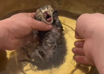 N2005085_A man found a kitten that wasn’t breathing in a cattery and then…#rescue #animals #kitten #cat_part2