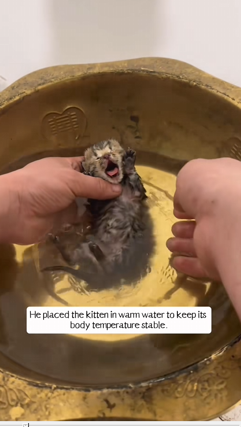 N2005085_A man found a kitten that wasn’t breathing in a cattery and then…#rescue #animals #kitten #cat_part2
