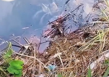 H1006009_Survival Instinct Drives Little Puppy To Continuously Let Out Desperate Cries_part2