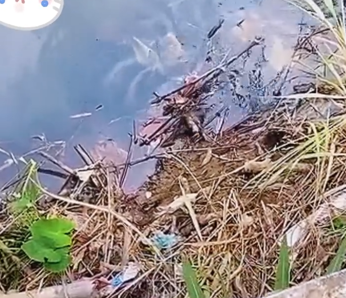 H1006009_Survival Instinct Drives Little Puppy To Continuously Let Out Desperate Cries_part2