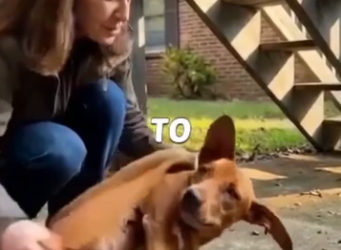 H1106006_He Cried Help… But Nobody Stopped #dog #doglover #puppy #puppy_part2