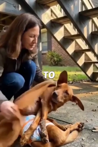 H1106006_He Cried Help… But Nobody Stopped #dog #doglover #puppy #puppy_part2