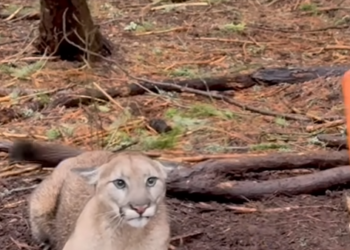 N2005073_Part 4 releasing the mountain lions #trailcamnut #lions #mountainlions #cougar_part2