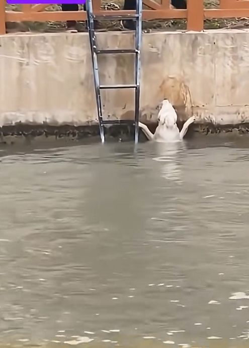 N2005091_dog rescue part 2 ｜#dog #pets #animals #puppy #funny #shorts #viral #trending #reels #sad_60s_part2