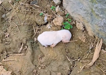 P3005007_I found a very small white puppy on the way, I rescued it #rescueanimals #puppy #puppylife #animalr_part2