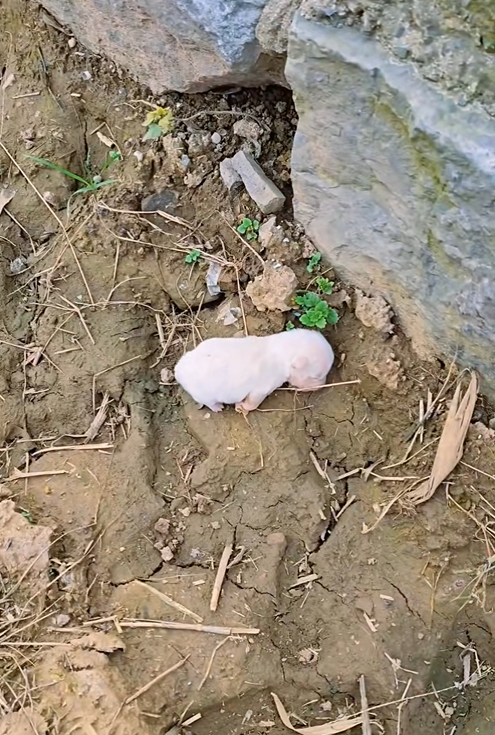 P3005007_I found a very small white puppy on the way, I rescued it #rescueanimals #puppy #puppylife #animalr_part2