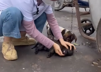 N2005092_Will you recuse those poor puppy if you see this #animal #help #save #love #animallove #foryou #fyp_part2