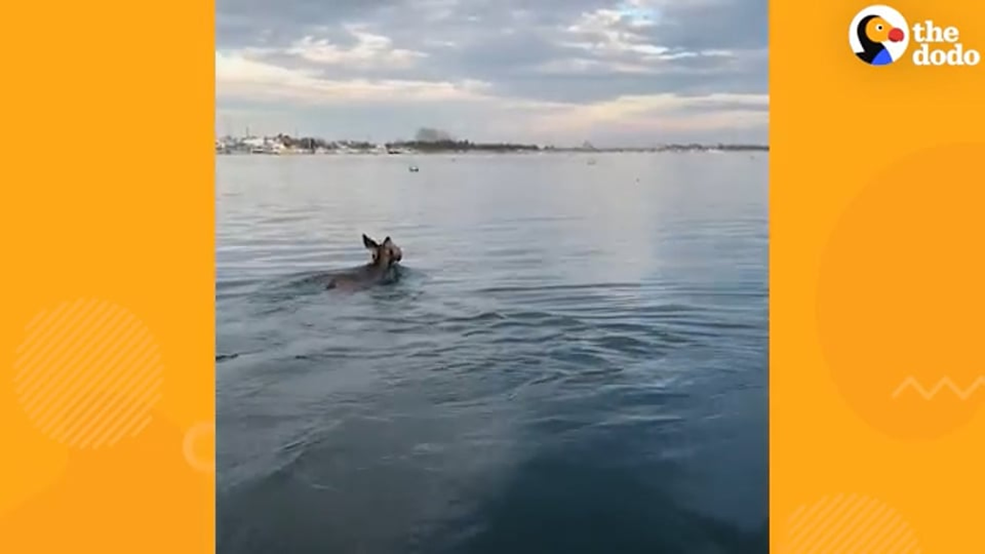 B030805Guy Jumps Into Ice Water To Save Deer With Bucket Stuck On Her Head | The Dodo