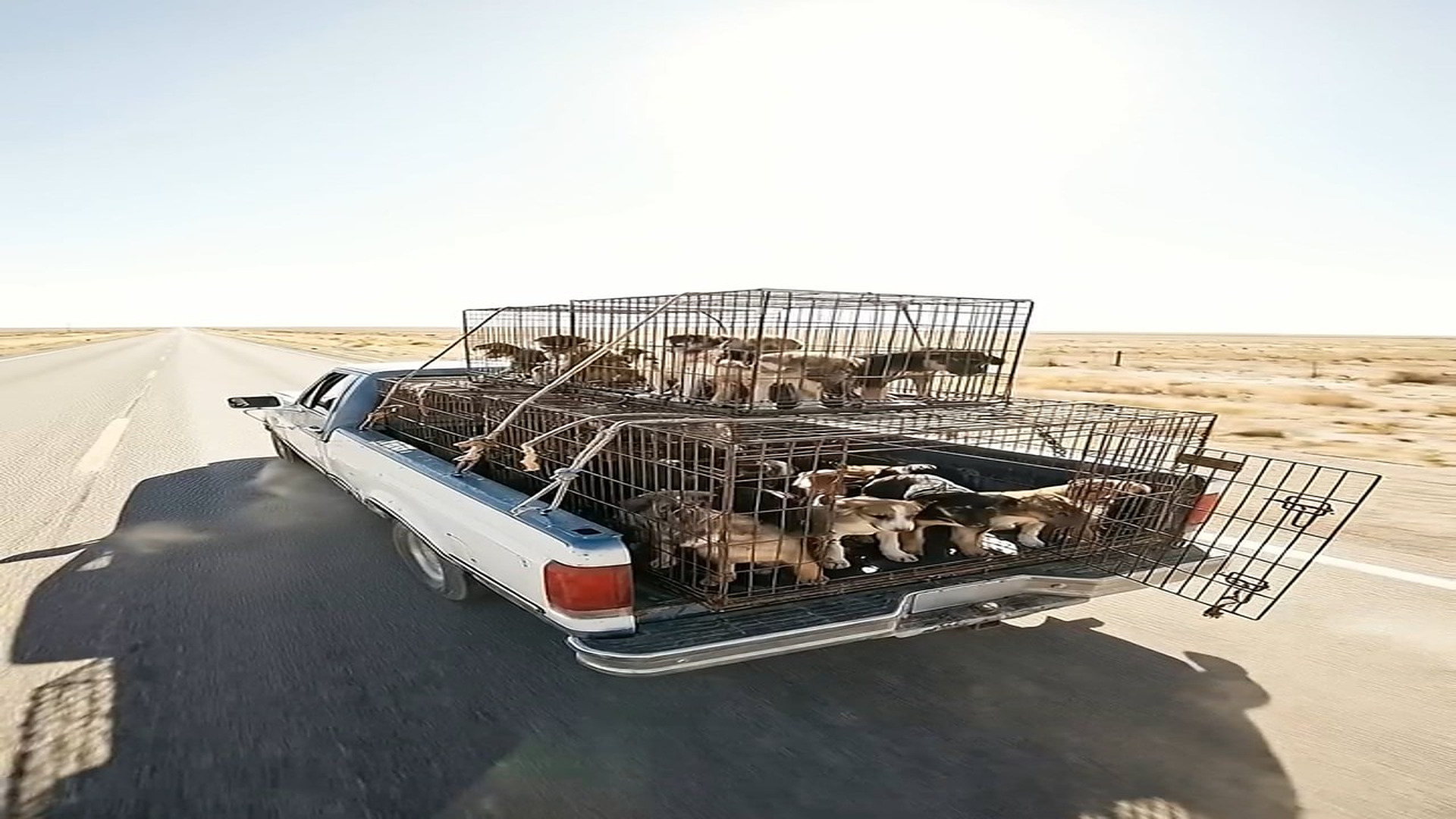 B070802A Puppy Fell Off a Truck On Highway. Every Car Kept Driving. Except