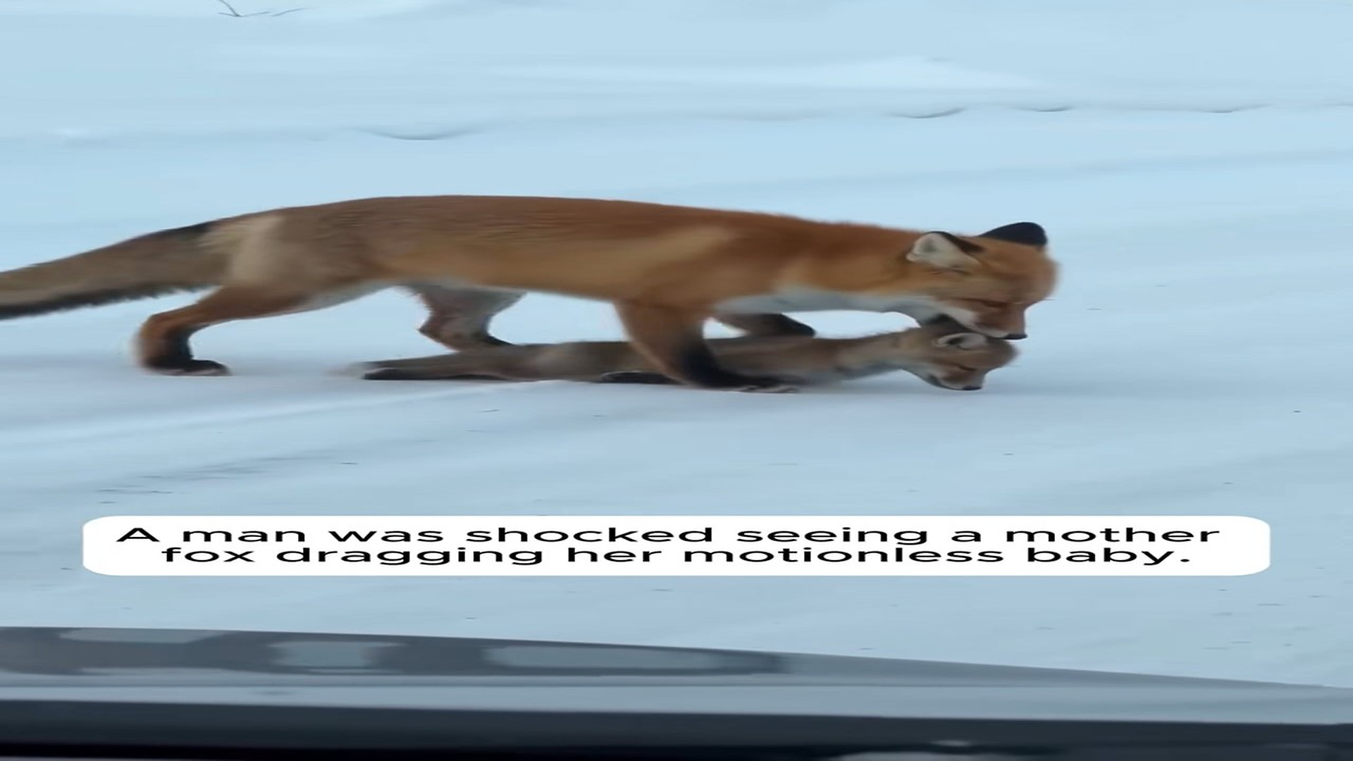 B070805A Desperate Mother Fox Dragged Her Freezing Baby �#love #wholesome #animals #rescue #fox