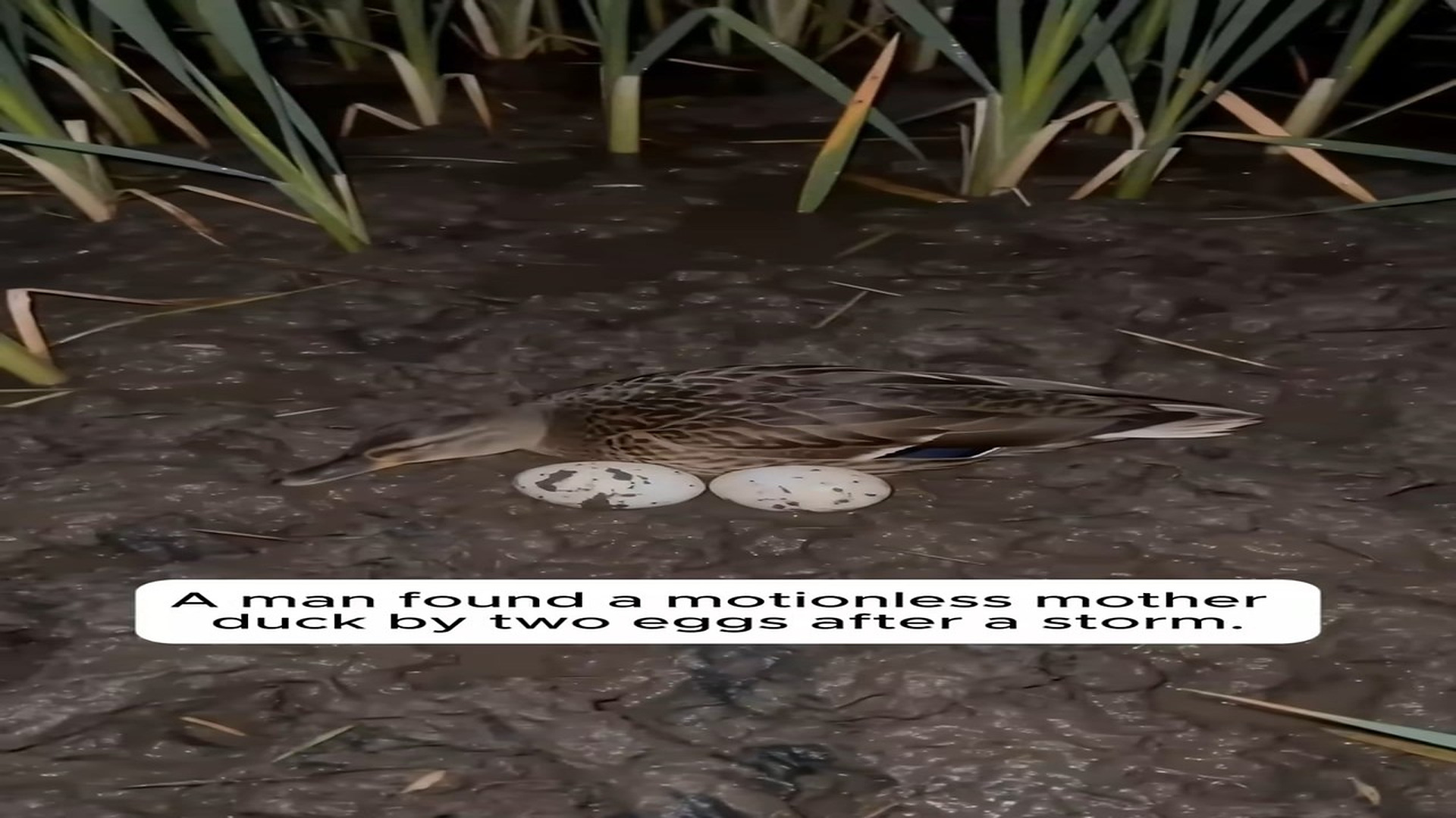 B070804A Mother Duck Sacrificed Herself To Save Her Two Eggs �#rescue #animals #wholesome #love #duck