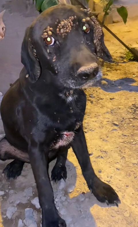 D040804Carlitos ha superado la anemia crónica, Ehrlichia y el cancer, gracias a todos ustedes que nos han a