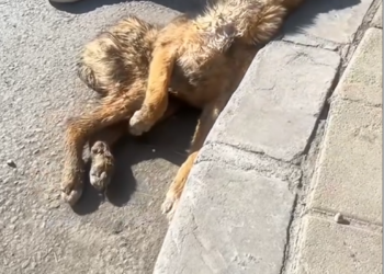 B050802 an abandoned dog on road rescue animals! #rescuedog #abandone