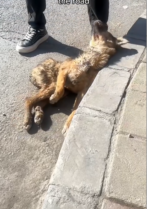 B050802 an abandoned dog on road rescue animals! #rescuedog #abandone