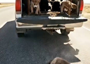 B070802A Puppy Fell Off a Truck On Highway. Every Car Kept Driving. Except