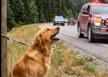 B080803Found mama dog and 3 puppies on the roadside 🥺 #rescue #kindness