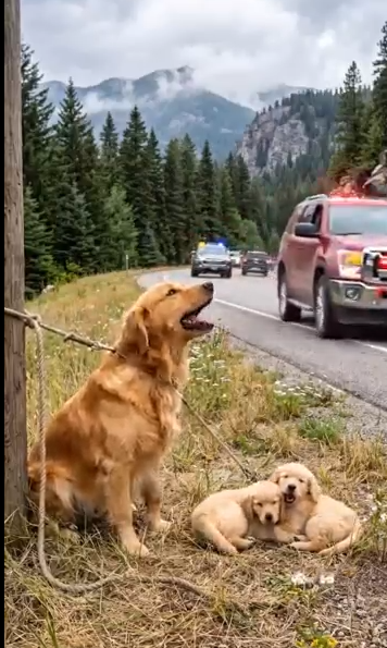 B080803Found mama dog and 3 puppies on the roadside 🥺 #rescue #kindness
