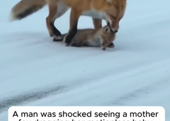 B070805A Desperate Mother Fox Dragged Her Freezing Baby 😱#love #wholesome #animals #rescue #fox