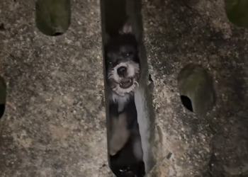 B010805 rescue of a trapped puppy; the extraction took 3 hours.