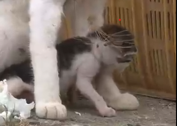 B160804Rescue a Poor Cat Family 🥺❤️ #rescuecat #cat #kittenrescue #rescue #rescueanimals #kitten #cat