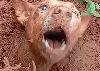 D020804Buried Alive… A Mother Dog Refused to Give Up on Her Puppies 🐶💔 Description_ A heartbreaking re