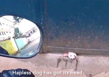 B020801Oh my God, people are so cruel—they even want to kill a poor little animal 🥺♥️😭😭😭😭😭😭😭😭