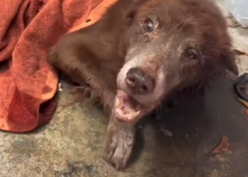 M010810When we found him, he’d been paralyzed on the concrete for four agonizing days. He was screaming in pain, completely alone, we thought we were too late.