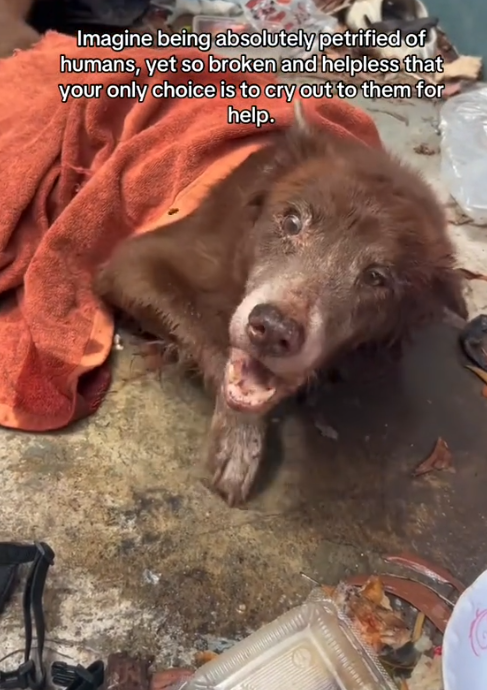M010810When we found him, he’d been paralyzed on the concrete for four agonizing days. He was screaming in pain, completely alone, we thought we were too late.