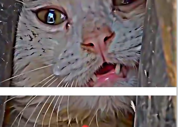 A0920007 poor kitty_1