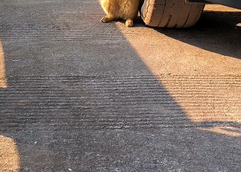 M0929010 I found a poor stray cat cat whose arm was just bone. I rescued him a