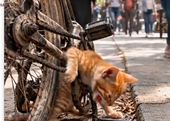 M0929008 Hundreds Walked Away But This 100-Year-Old Man Gave a Tiny Kitten a Second Chance at Life