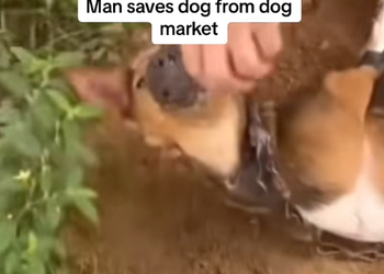 A0929004 Animal rescue