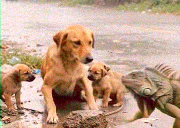 B180905Exhausted Mother Dog Dragging a Heavy Rock Gets a Heartwarming Rescue #DogRescue #StrayDog #AnimalRescue #Heartwarming #_part2