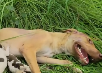 M09180067The mother dog mustered her last bit of strength to save her helplessPART2