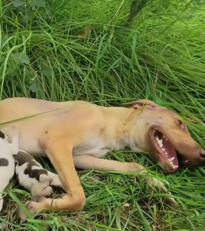 M09180067The mother dog mustered her last bit of strength to save her helplessPART2