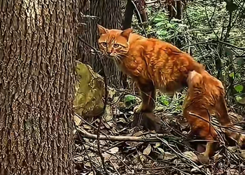 M1001020 I found that Cute cat in very poor condition and was waiting for her