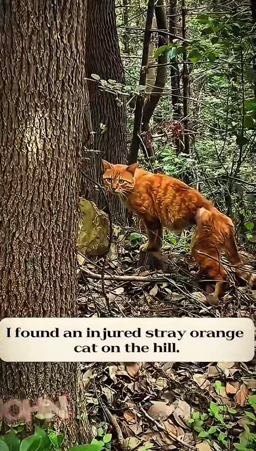 M1001020 I found that Cute cat in very poor condition and was waiting for her
