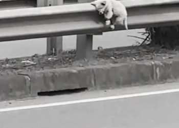 M2110002 Amazing rescue Puppy on the highway, can miracles happen_