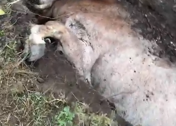 M2110003 Bayrak Medya – Günlerdir kaybolan hamile ineğini bir türlü bulamayan adam, ahırın 3