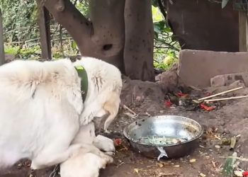 1A2210003 A puppy is bitten by mother dog,it crying out in pain,dog owner ignored and refused to sell it to me