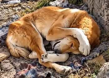 a170108EU ENCONTREI ESSE CACHORRO ABONDONADO NA BEIRA DA ESTRADA ENTÃO O