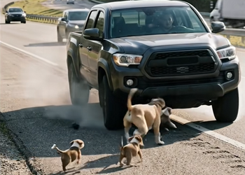 2A2210001 A Tiny Puppy Was Hit on the Highway But One Man Refused to Walk Away ️