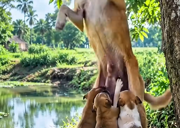 2A2210006 She Was Tied to a Tree and Left to Die… Then THIS Happened
