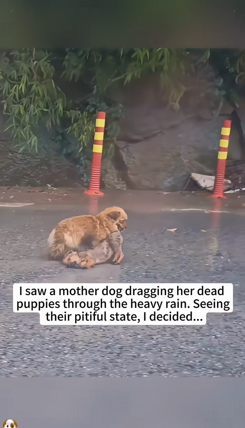 M2610013 I saw a mother dog dragging her dead puppies through the heavy rain. Seeing their pitiful state, I d