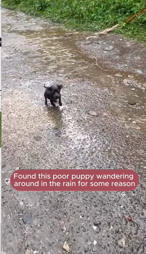 7a2410017 Rescue the poor dog in the middle of heavy rain ️ ️ ️ ️ ️ ️ ️ ️