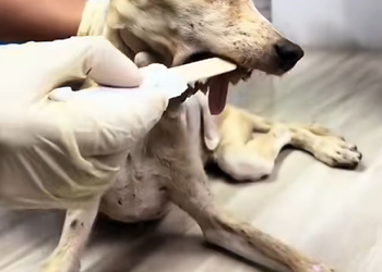 M1001021 Little voiceless beings who give nothing but love.