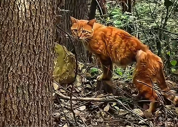 M1001020 I found that Cute cat in very poor condition and was waiting for her