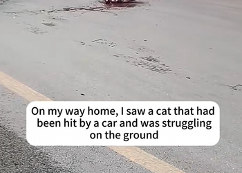 M1003014 On my way home, I saw a cat that had been hit by a car and was strugg
