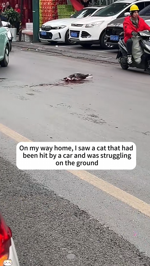 M1003014 On my way home, I saw a cat that had been hit by a car and was strugg