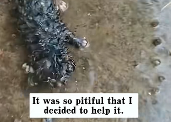M1003015 Rescue a puppy on the road